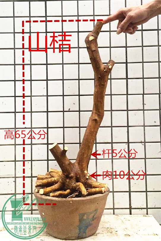 1_1.jpg