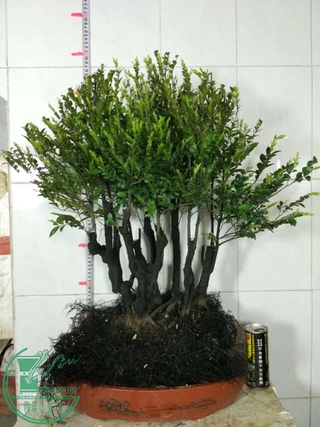 psb (1).jpg