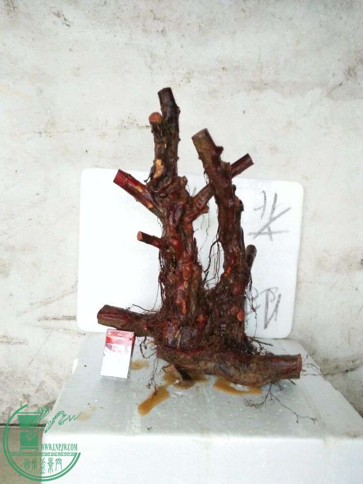 QQͼƬ20160324201857.jpg