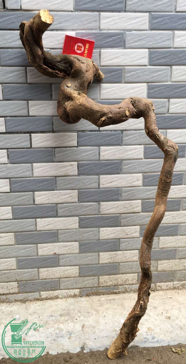 image.jpeg
