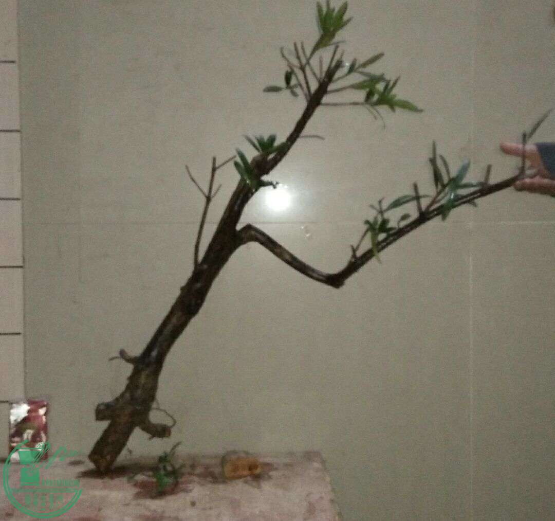 QQͼƬ20160325234527.jpg