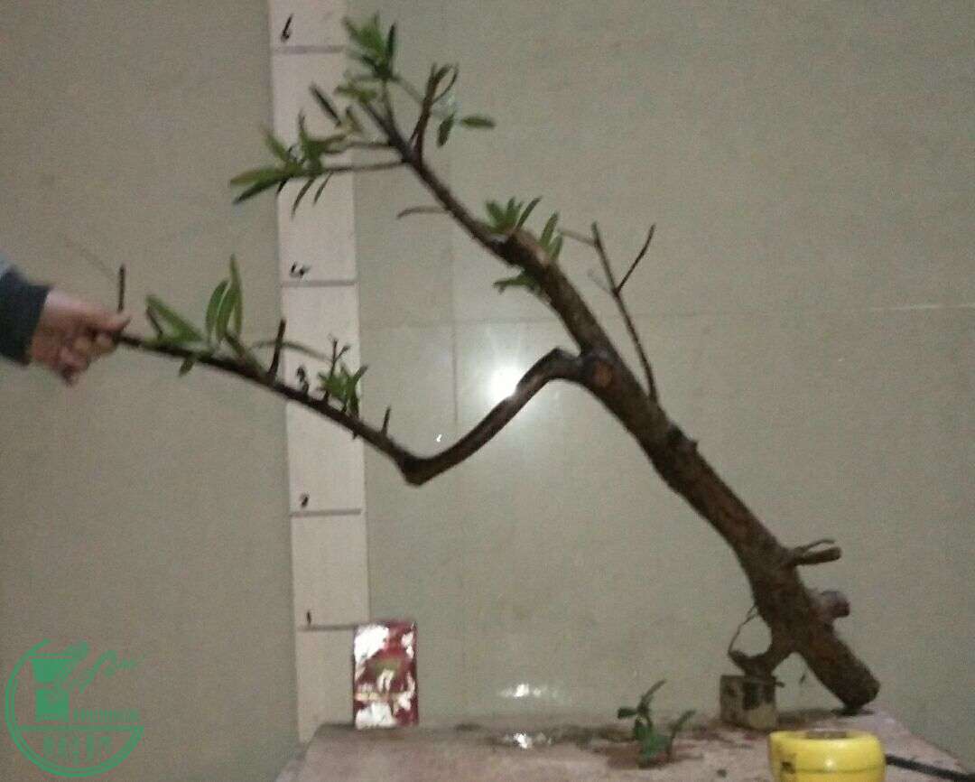 QQͼƬ20160325234534.jpg