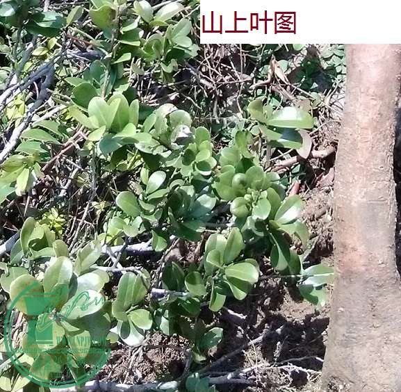 QQͼƬ20160326192624.jpg