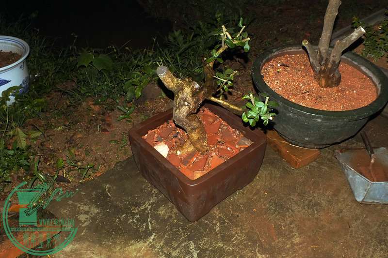 DSCF2720.JPG