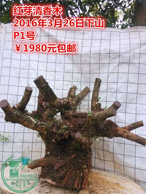 7_.jpg