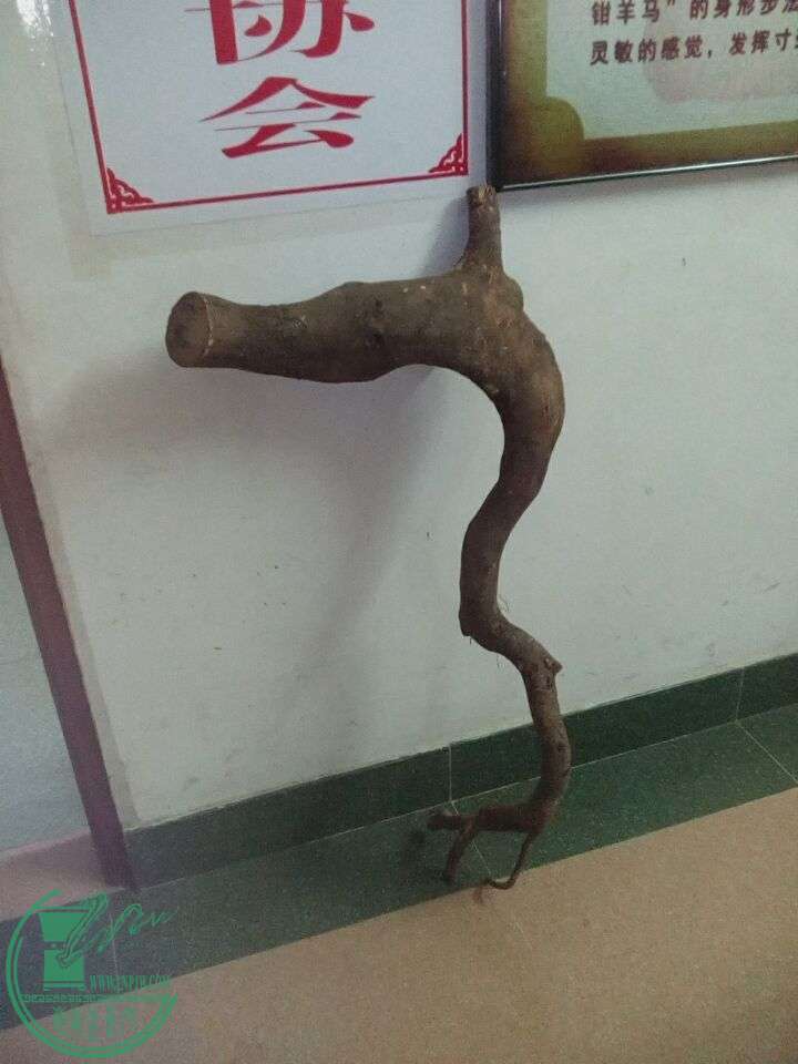 СҶ