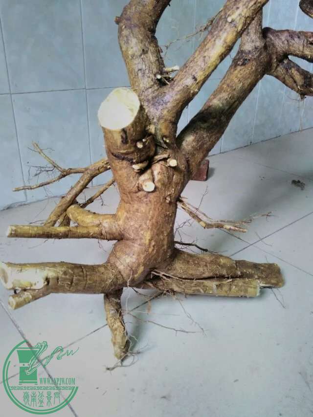 psb (43).jpg