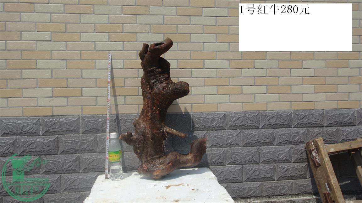 DSC02582.JPG