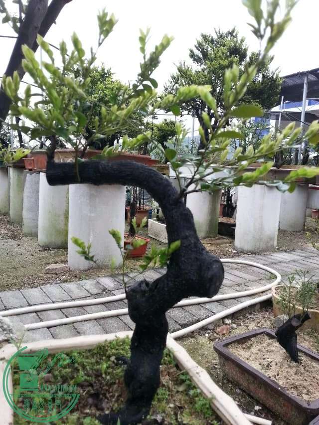 2.jpeg