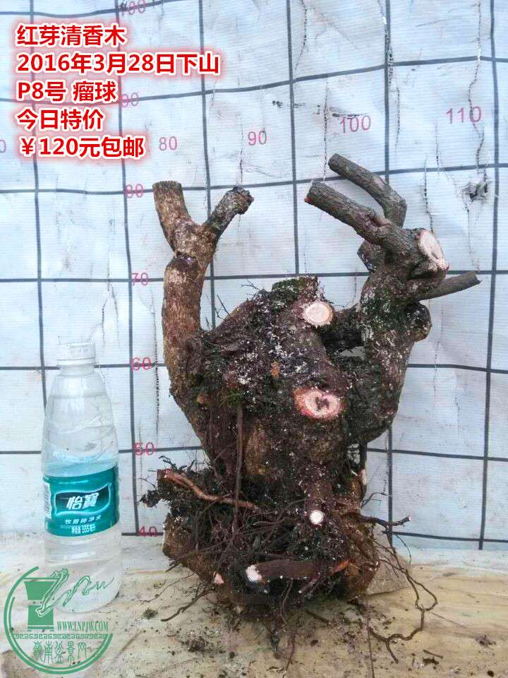 QQͼƬ20160328205630_.jpg