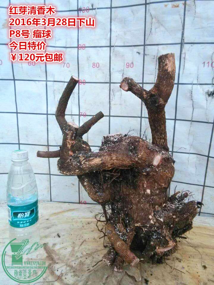 QQͼƬ20160328205632_.jpg