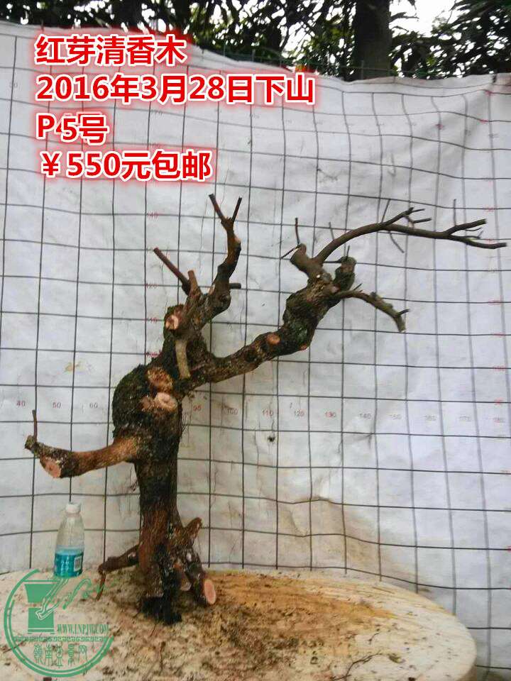 QQͼƬ20160328205604__.jpg