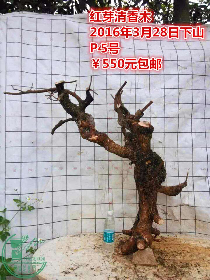 QQͼƬ20160328205608__.jpg