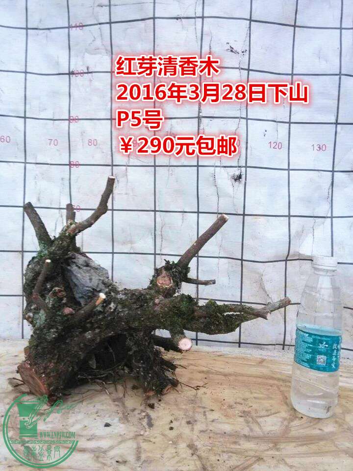 QQͼƬ20160328205615_.jpg