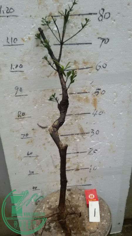 773656
