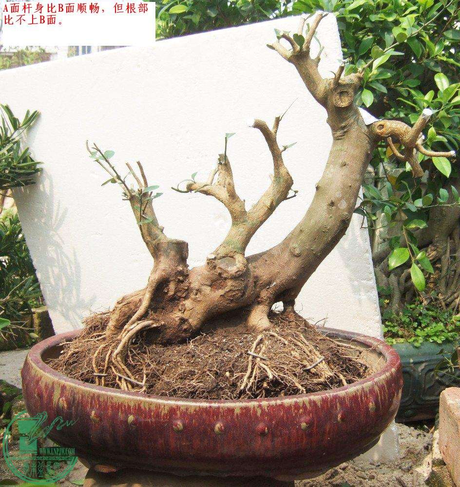 DSCF7608.JPG