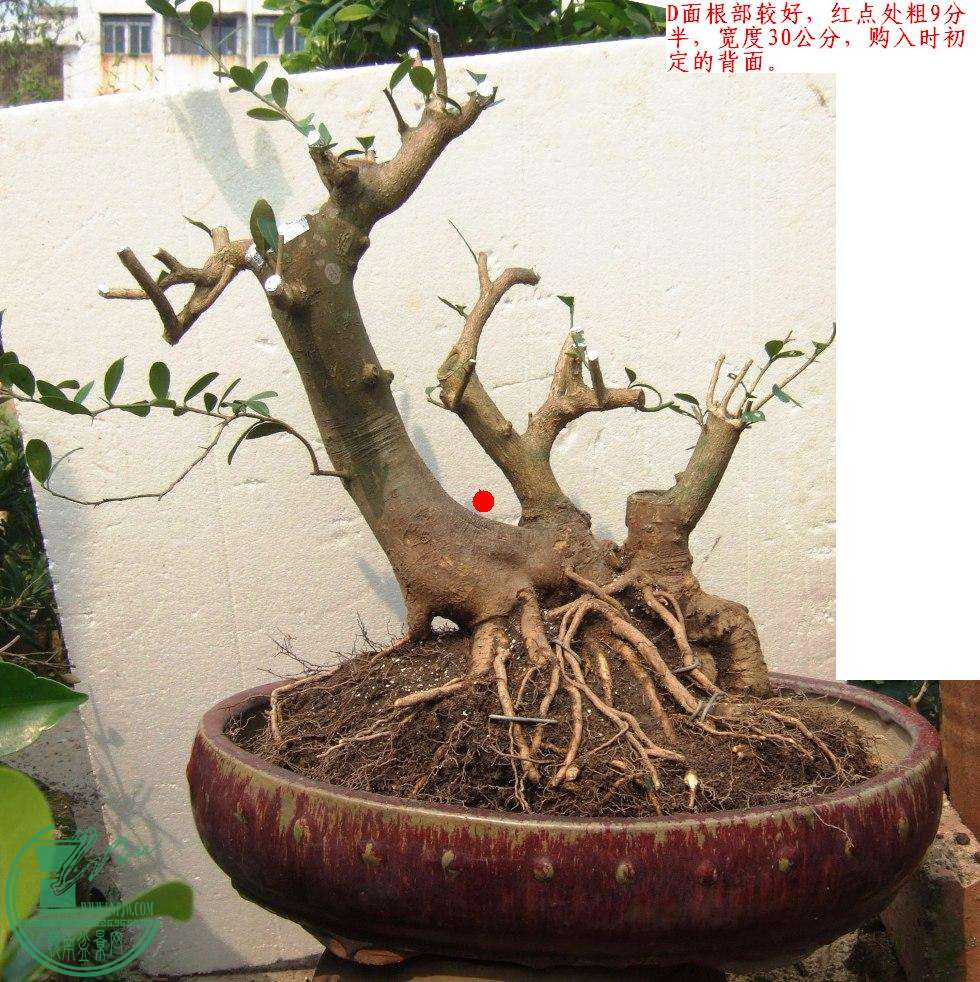 DSCF7604.JPG