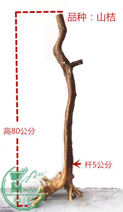 1_1.jpg