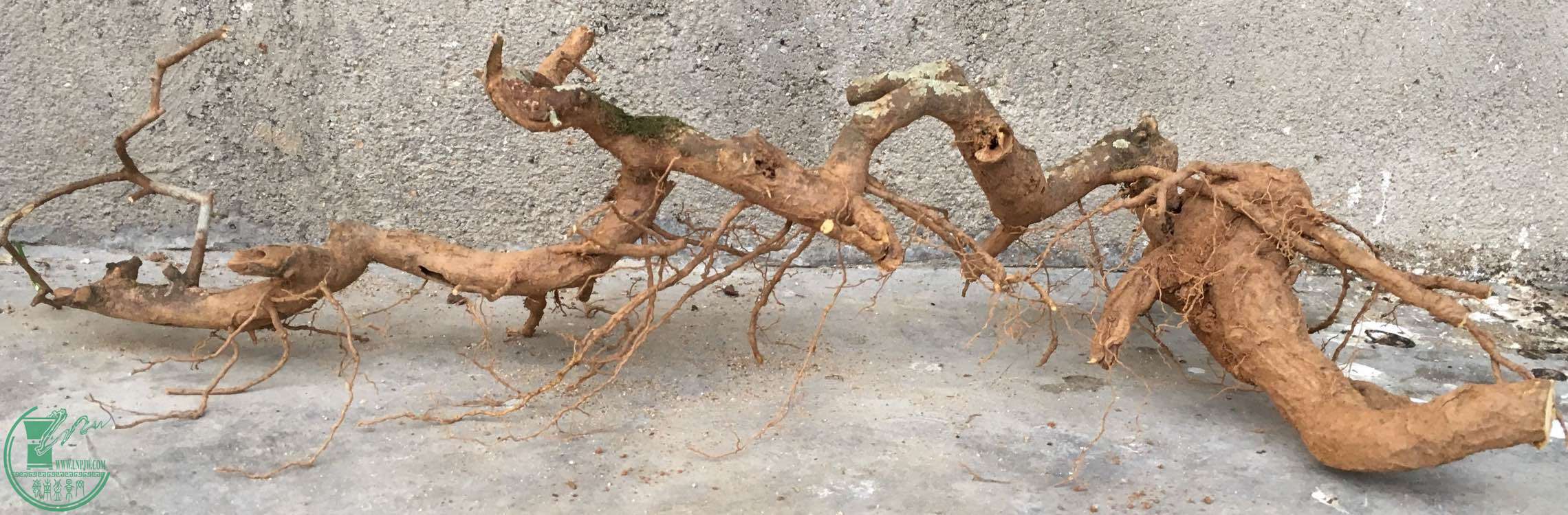 image.jpeg