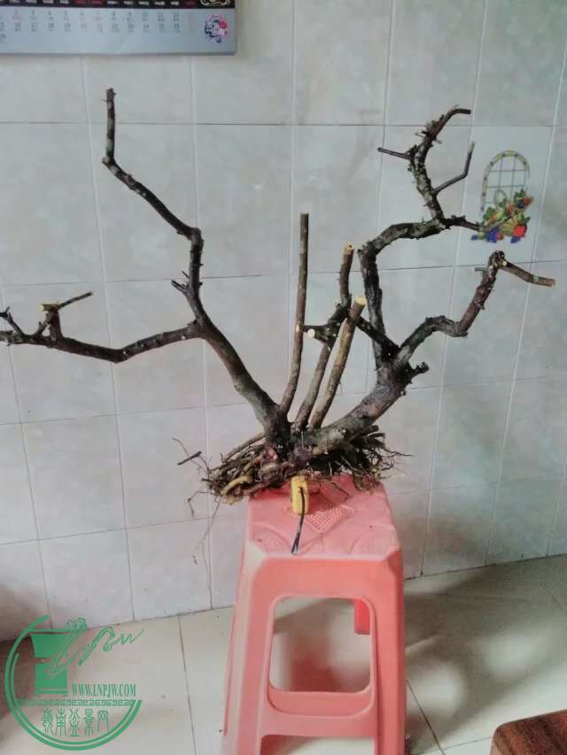 psb(86).jpg