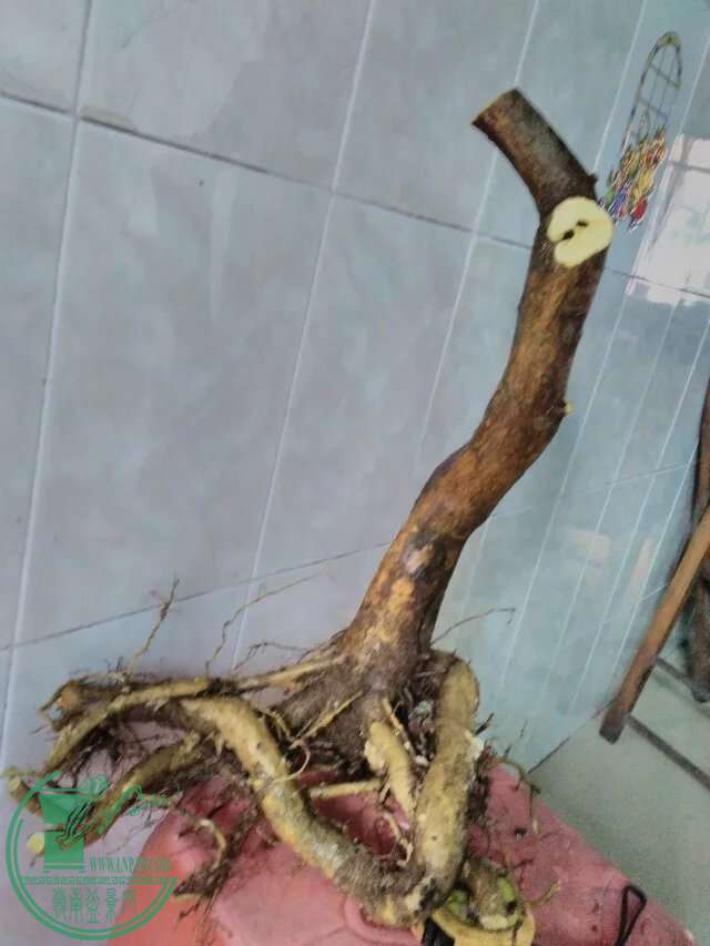 psb(88).jpg