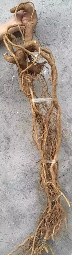 image.jpeg
