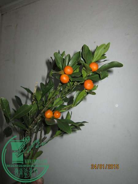 IMG_9489.JPG