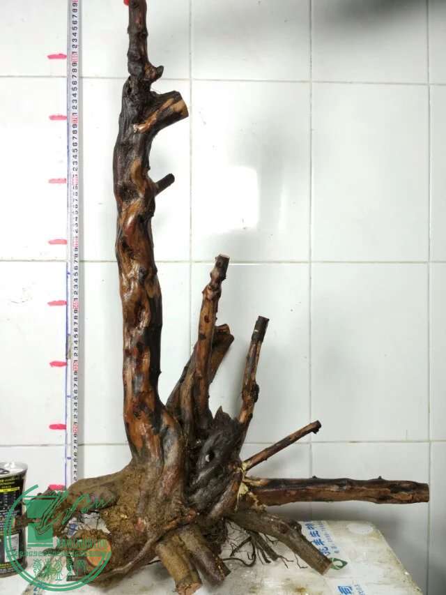 psb (14).jpg