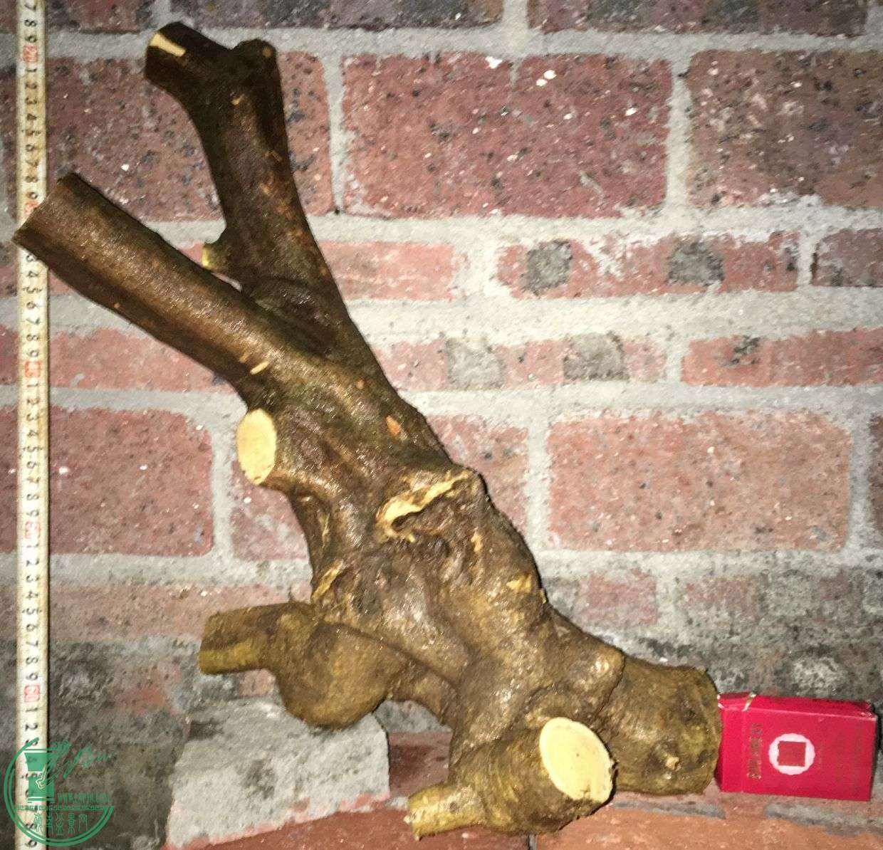image.jpeg