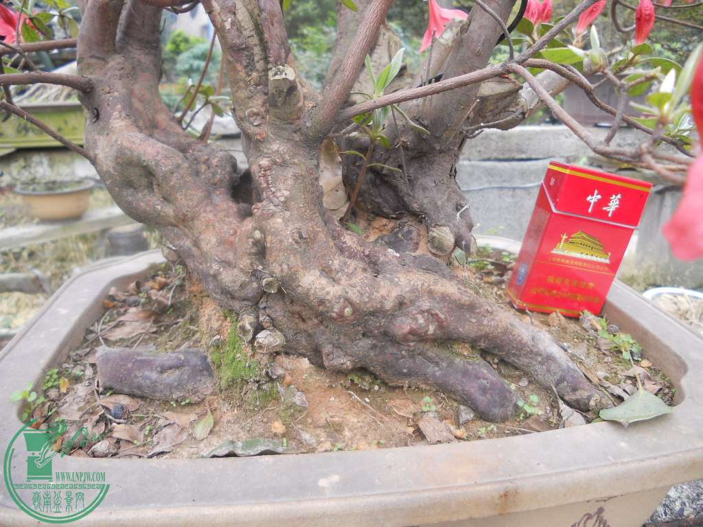 DSCN0706.jpg