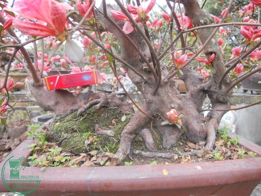 DSCN0709.jpg
