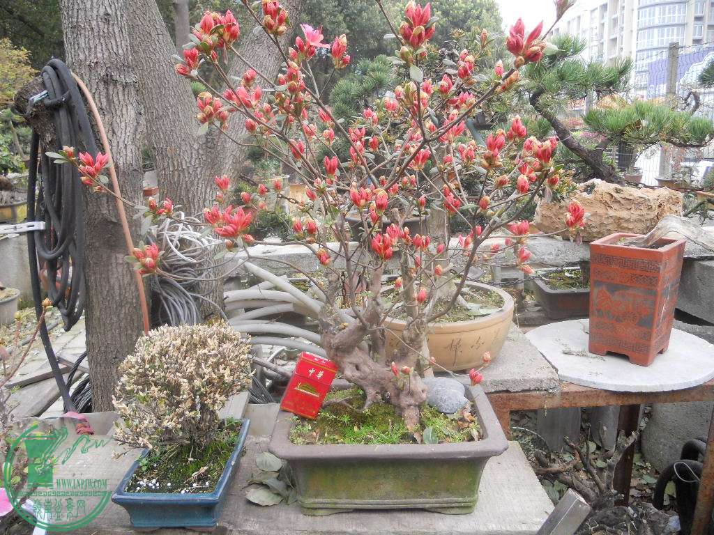 DSCN0710.jpg