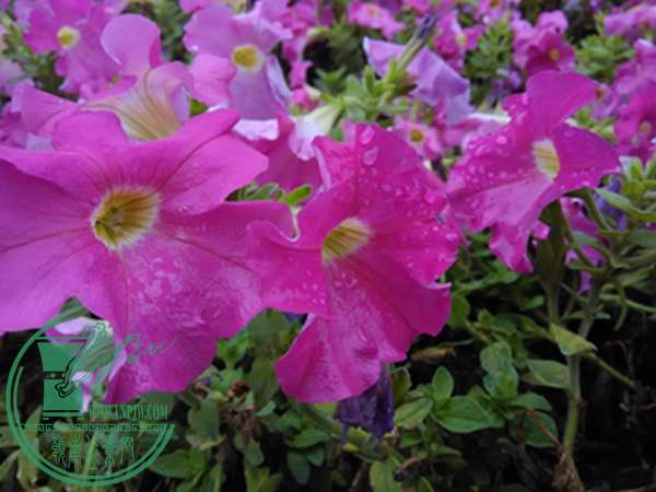 IMG_20150411_105758.jpg
