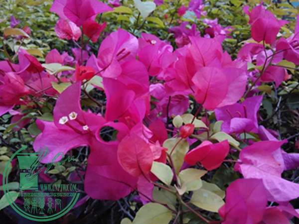 IMG_20150411_114617.jpg