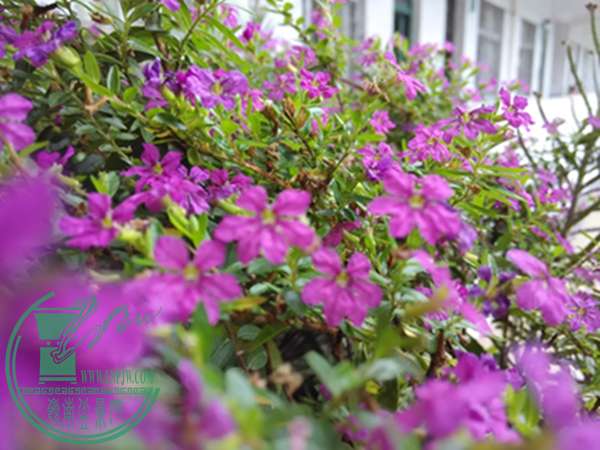 IMG_20150504_073911.jpg