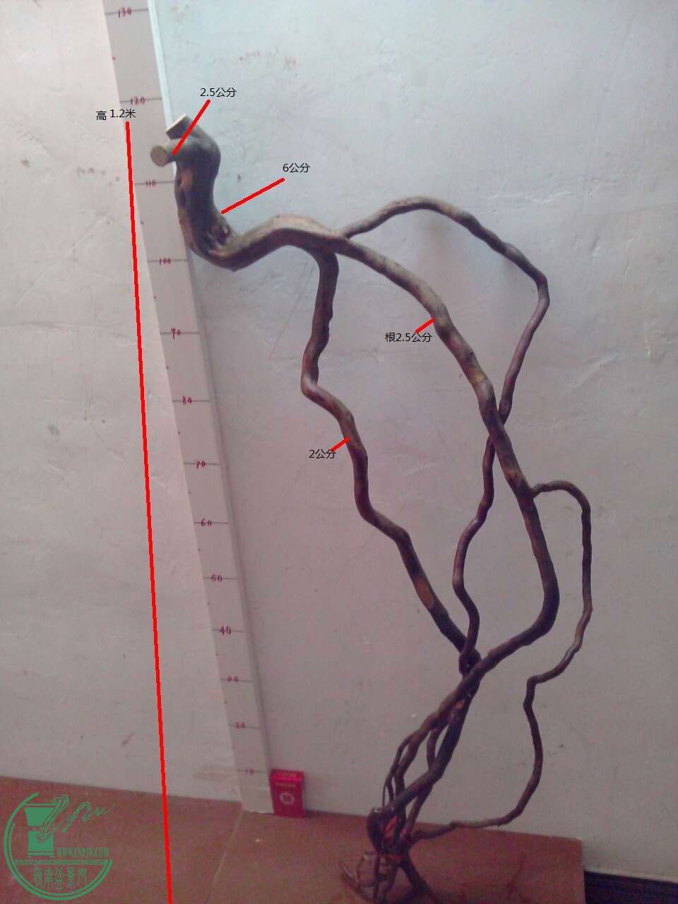image.jpg