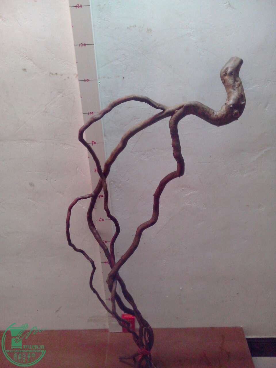 image.jpg