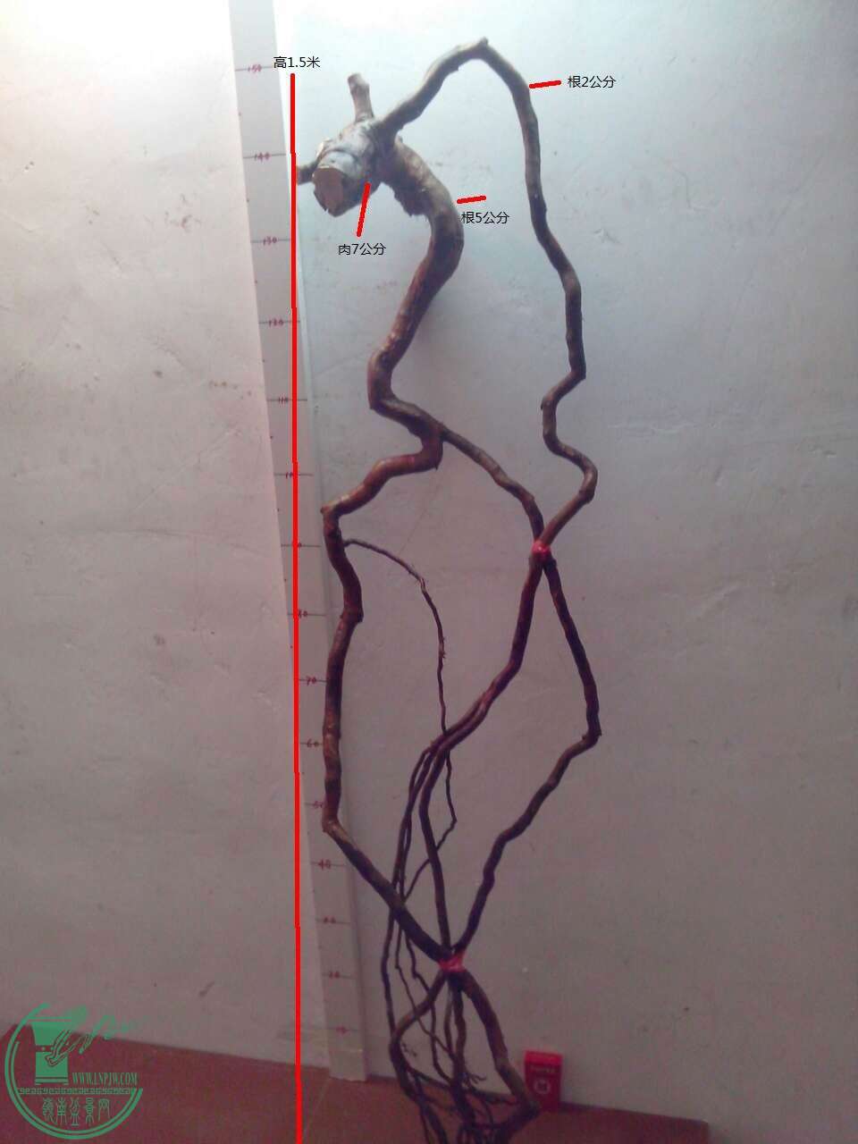 image.jpg