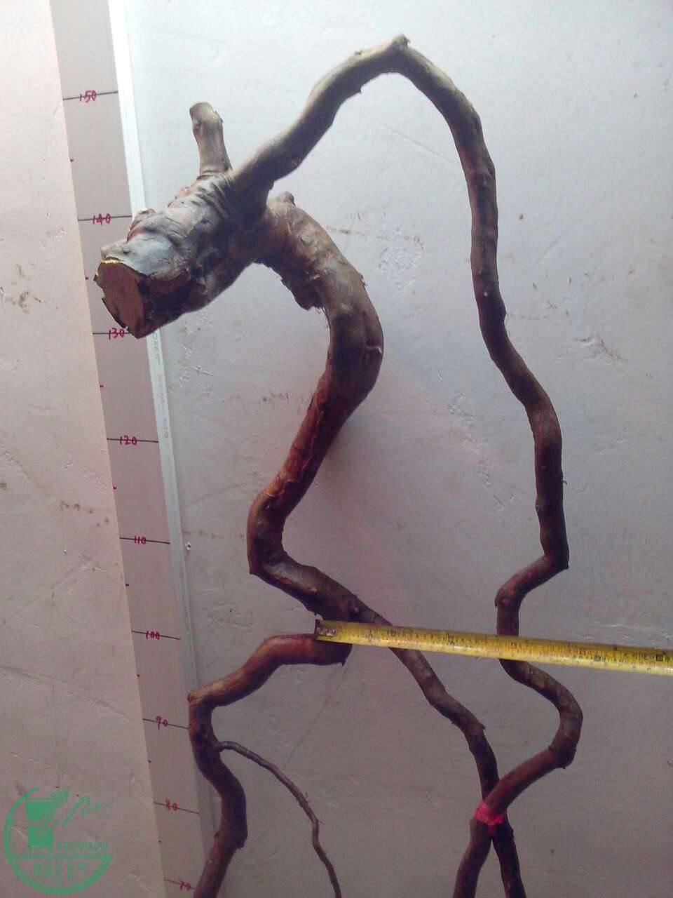 image.jpg