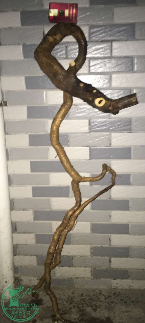 image.jpeg