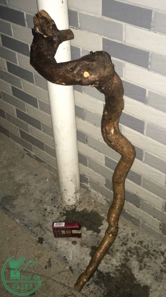 image.jpeg
