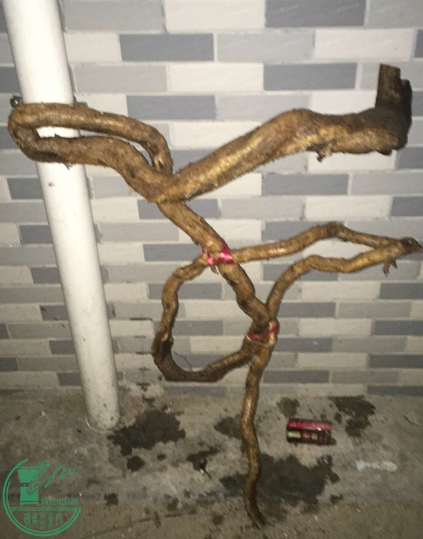 image.jpeg