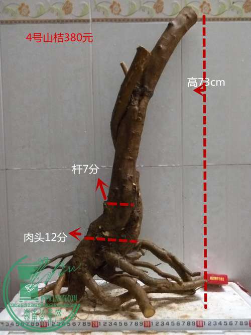 P60331-194457_.jpg