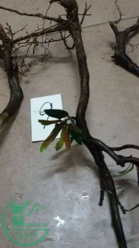 775965