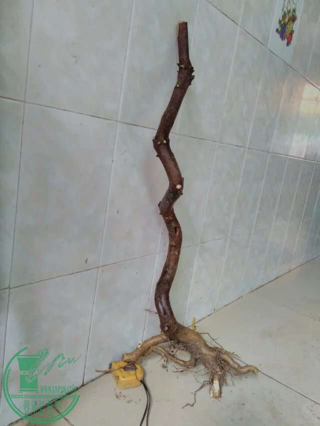 psb (83).jpg
