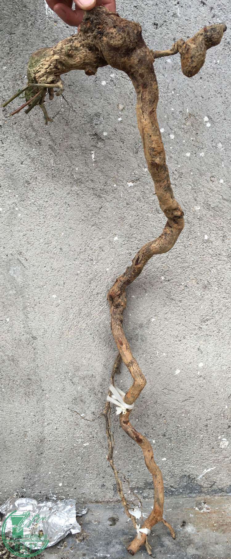 image.jpeg