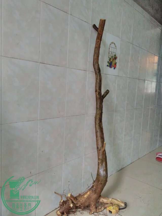 psb (52).jpg