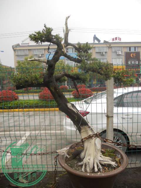 DSCN0769.jpg