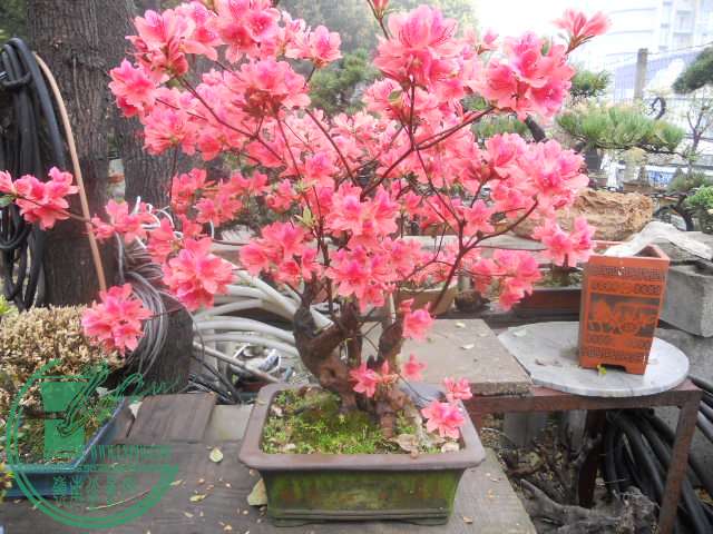 DSCN0718.jpg
