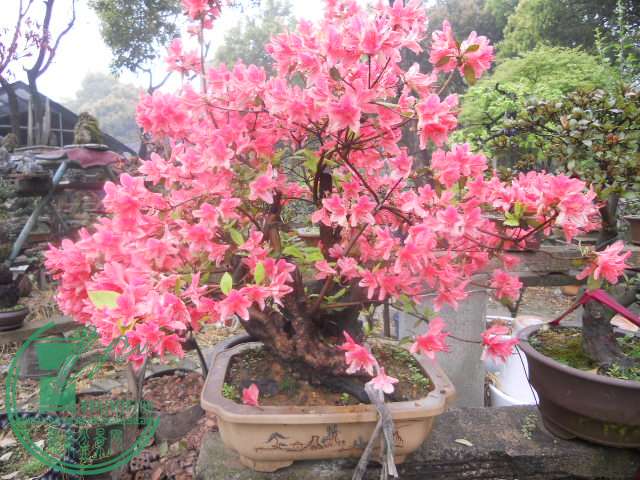 DSCN0719.jpg